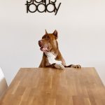 Dog waiting at the table for food